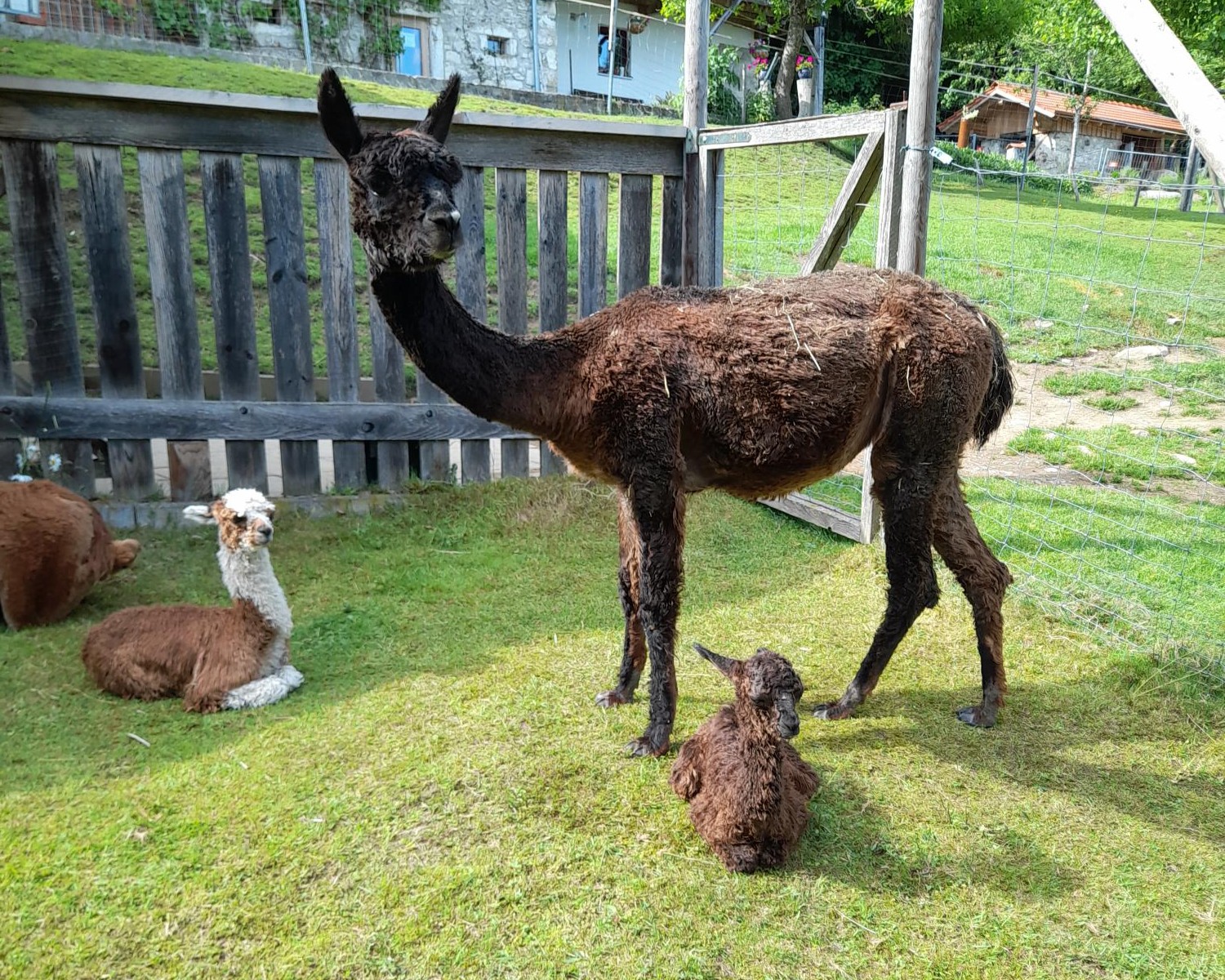 Alpakastute zu verkaufen